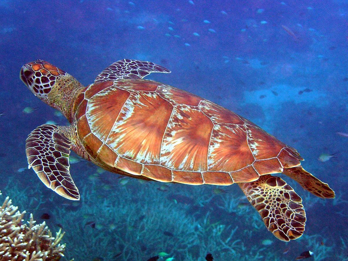 Reef Suite Agnes Water Bagian luar foto
